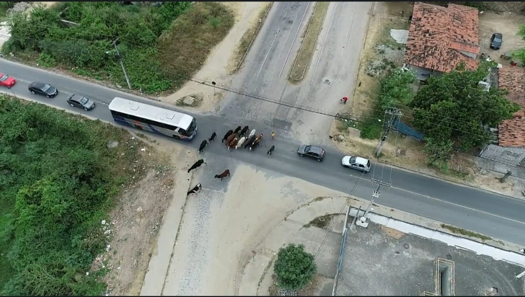 Segurança viária: Prefeitura de Campina Grande realiza ação integrada entre órgãos para evitar acidentes envolvendo animais de grande porte abandonados nas vias